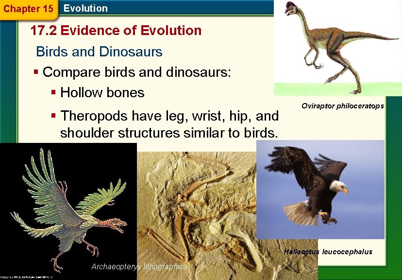 Chapter 15 Evolution 17. 2 Evidence of Evolution Birds and Dinosaurs § Compare birds
