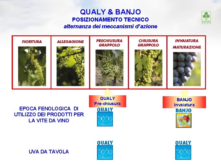 QUALY & BANJO POSIZIONAMENTO TECNICO alternanza dei meccanismi d’azione EPOCA FENOLOGICA DI UTILIZZO DEI