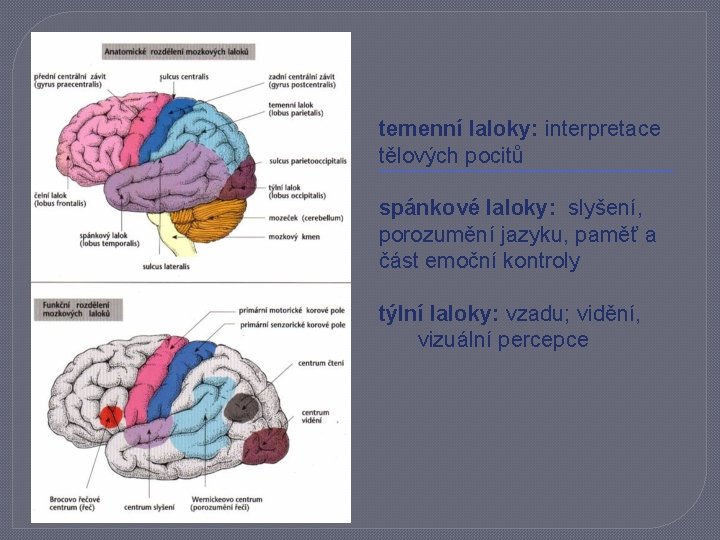 temenní laloky: interpretace tělových pocitů spánkové laloky: slyšení, porozumění jazyku, paměť a část emoční