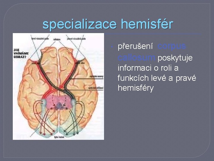 specializace hemisfér • přerušení corpus callosum poskytuje informaci o roli a funkcích levé a