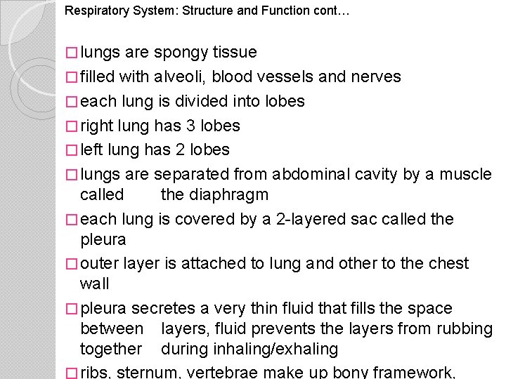Respiratory System: Structure and Function cont… � lungs are spongy tissue � filled with
