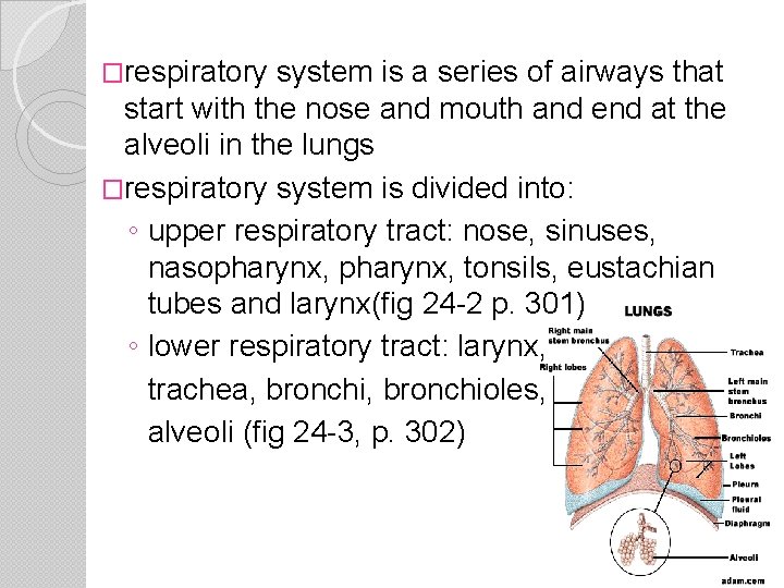 �respiratory system is a series of airways that start with the nose and mouth