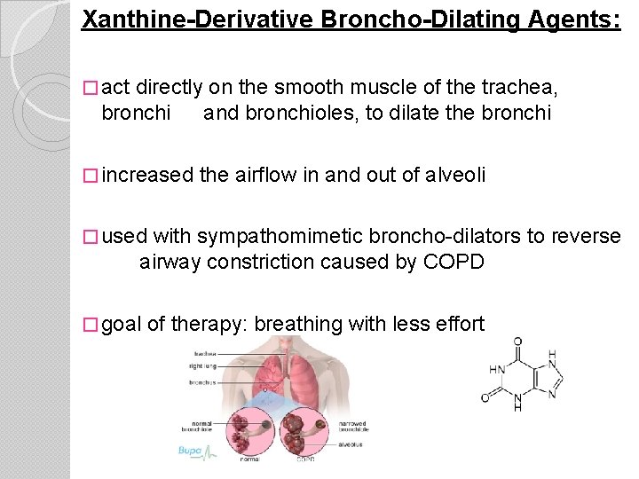 Xanthine-Derivative Broncho-Dilating Agents: � act directly on the smooth muscle of the trachea, bronchi