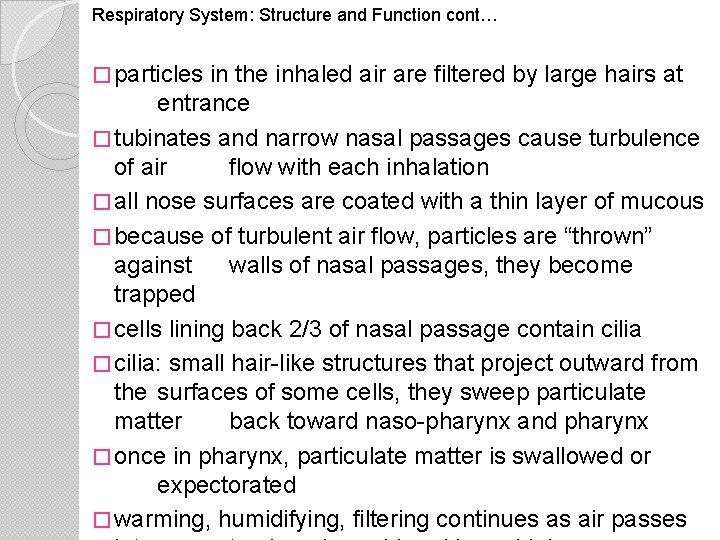 Respiratory System: Structure and Function cont… � particles in the inhaled air are filtered