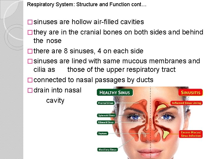 Respiratory System: Structure and Function cont… � sinuses are hollow air-filled cavities � they