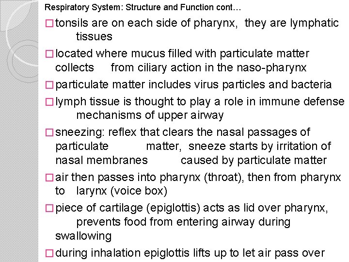 Respiratory System: Structure and Function cont… � tonsils are on each side of pharynx,