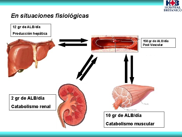 En situaciones fisiológicas 12 gr de ALB/día Producción hepática 150 gr de ALB/día Pool