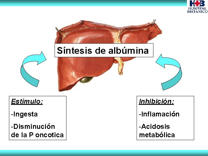 Síntesis de albúmina Estímulo: Inhibición: -Ingesta -Inflamación -Disminución de la P oncotica -Acidosis metabólica