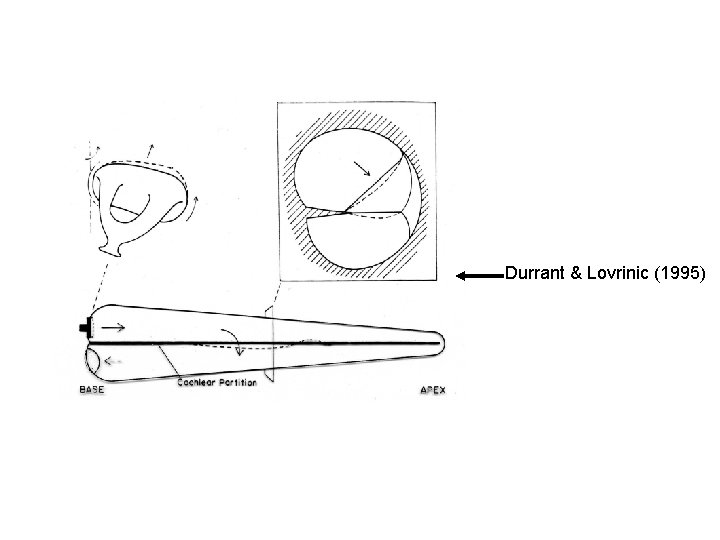 Durrant & Lovrinic (1995) 