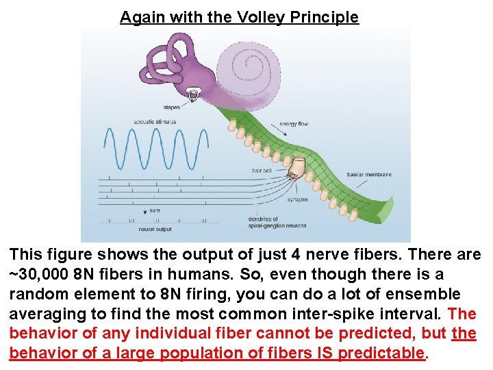 Again with the Volley Principle This figure shows the output of just 4 nerve