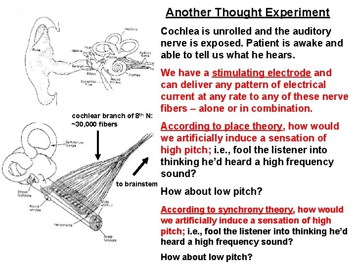 Another Thought Experiment Cochlea is unrolled and the auditory nerve is exposed. Patient is