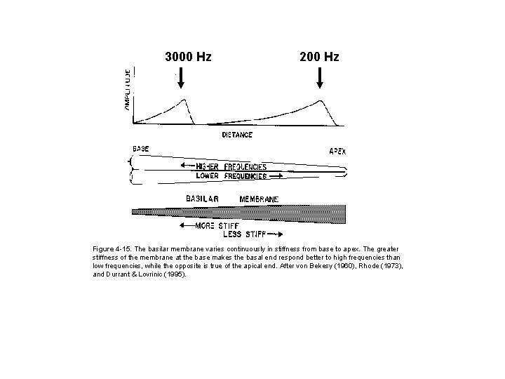 3000 Hz 200 Hz Figure 4 -15. The basilar membrane varies continuously in stiffness