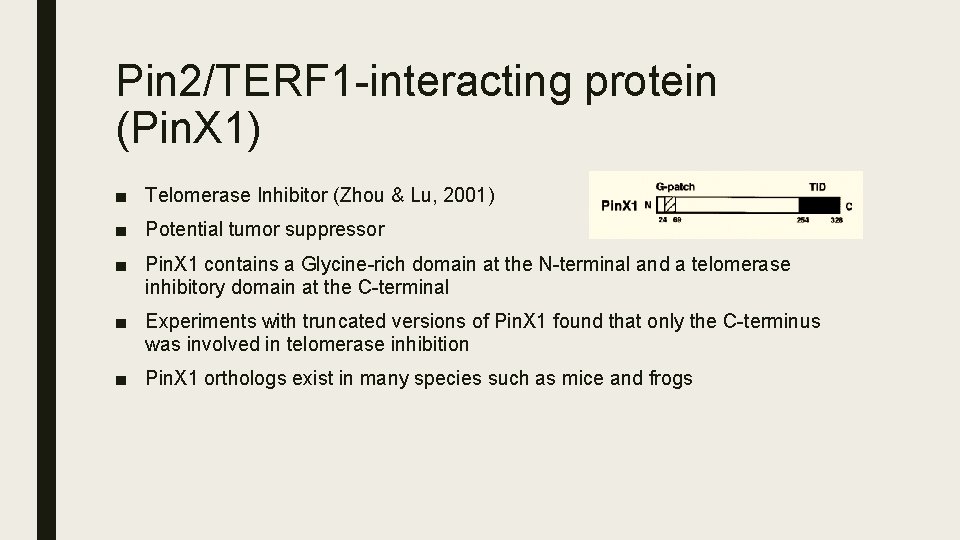 Pinx 1 Sequence And Structural Comparisons Of Pin