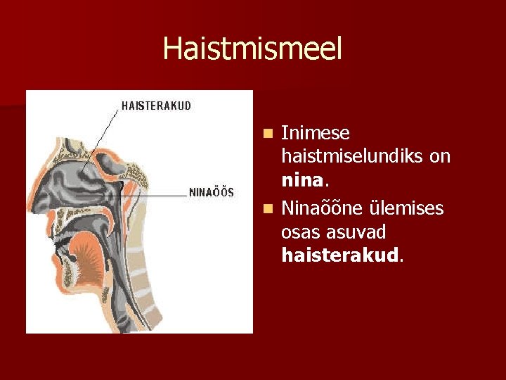  Haistmismeel Inimese haistmiselundiks on nina. n Ninaõõne ülemises osas asuvad haisterakud. n 