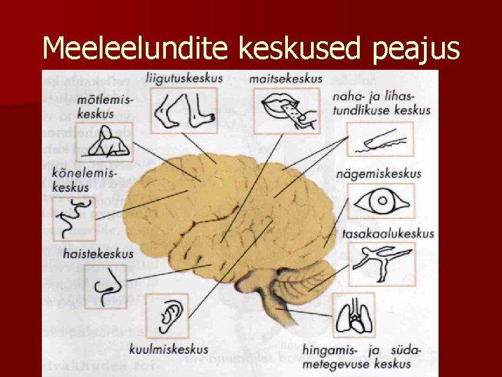 Meeleelundite keskused peajus 