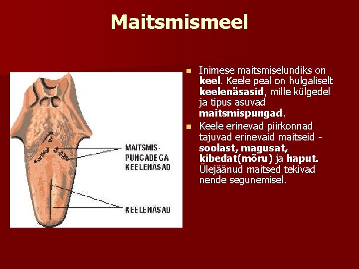 Maitsmismeel Inimese maitsmiselundiks on keel. Keele peal on hulgaliselt keelenäsasid, mille külgedel ja tipus