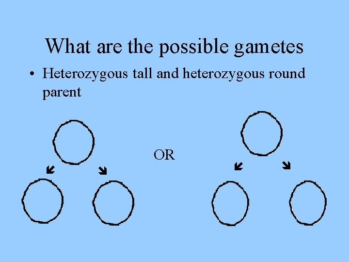 What are the possible gametes OR • Heterozygous tall and heterozygous round parent 