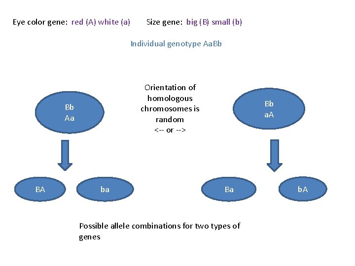 Eye color gene: red (A) white (a) Size gene: big (B) small (b) Individual