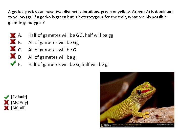 A gecko species can have two distinct colorations, green or yellow. Green (G) is