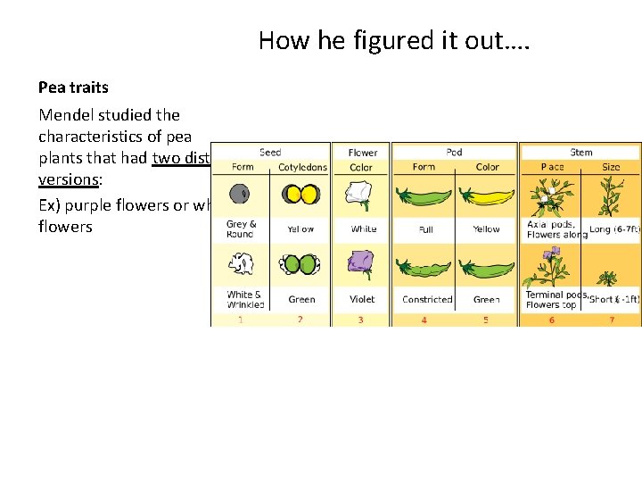 How he figured it out…. Pea traits Mendel studied the characteristics of pea plants