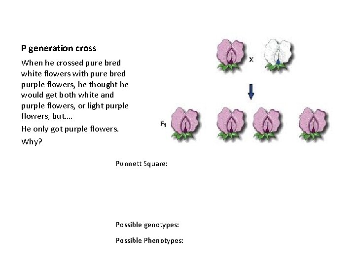 P generation cross When he crossed pure bred white flowers with pure bred purple