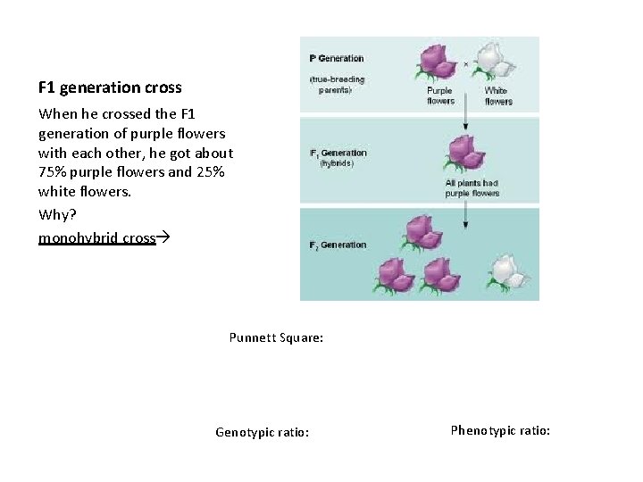 F 1 generation cross When he crossed the F 1 generation of purple flowers