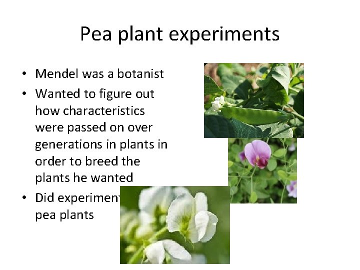 Pea plant experiments • Mendel was a botanist • Wanted to figure out how