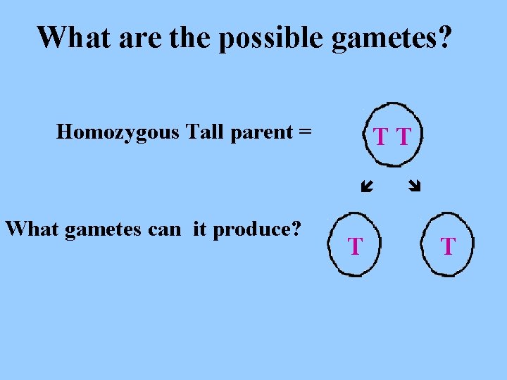 What are the possible gametes? Homozygous Tall parent = What gametes can it produce?