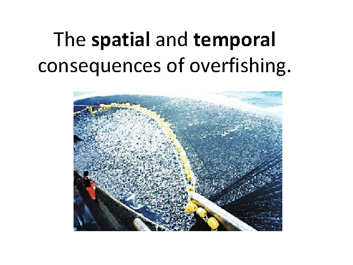The spatial and temporal consequences of overfishing. 