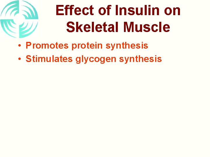 Effect of Insulin on Skeletal Muscle • Promotes protein synthesis • Stimulates glycogen synthesis