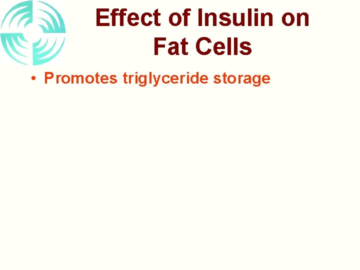 Effect of Insulin on Fat Cells • Promotes triglyceride storage 