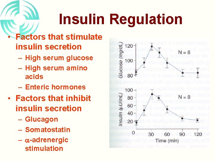 Insulin Regulation • Factors that stimulate insulin secretion – High serum glucose – High