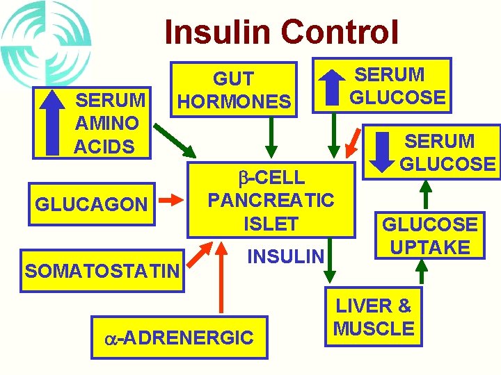Insulin Control SERUM AMINO ACIDS SERUM GLUCOSE GUT HORMONES GLUCAGON SOMATOSTATIN -CELL PANCREATIC ISLET