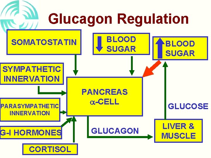 Glucagon Regulation SOMATOSTATIN BLOOD SUGAR SYMPATHETIC INNERVATION PARASYMPATHETIC INNERVATION G-I HORMONES CORTISOL PANCREAS -CELL