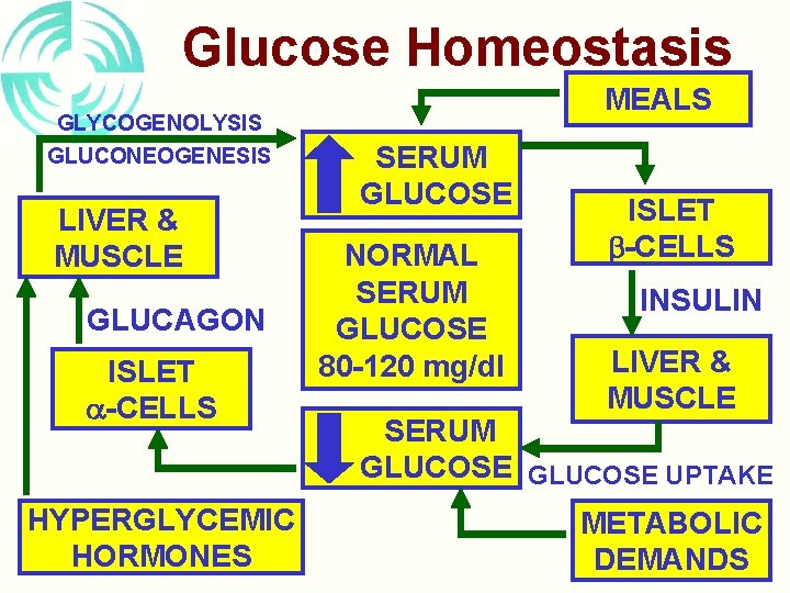 Glucose Homeostasis GLYCOGENOLYSIS GLUCONEOGENESIS LIVER & MUSCLE GLUCAGON ISLET -CELLS HYPERGLYCEMIC HORMONES MEALS SERUM