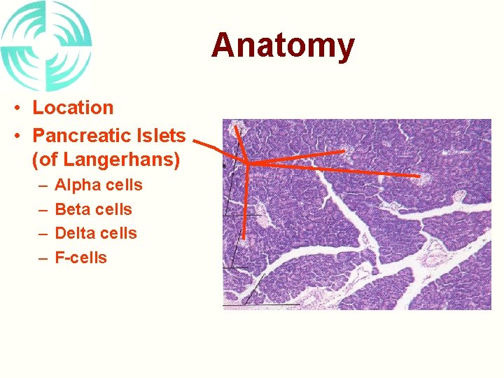 Anatomy • Location • Pancreatic Islets (of Langerhans) – – Alpha cells Beta cells
