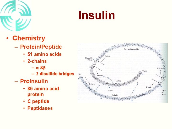 Insulin • Chemistry – Protein/Peptide • 51 amino acids • 2 -chains – &