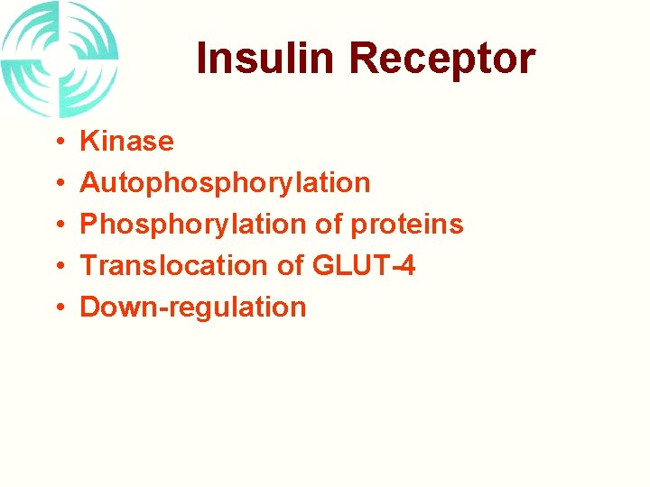 Insulin Receptor • • • Kinase Autophosphorylation Phosphorylation of proteins Translocation of GLUT-4 Down-regulation