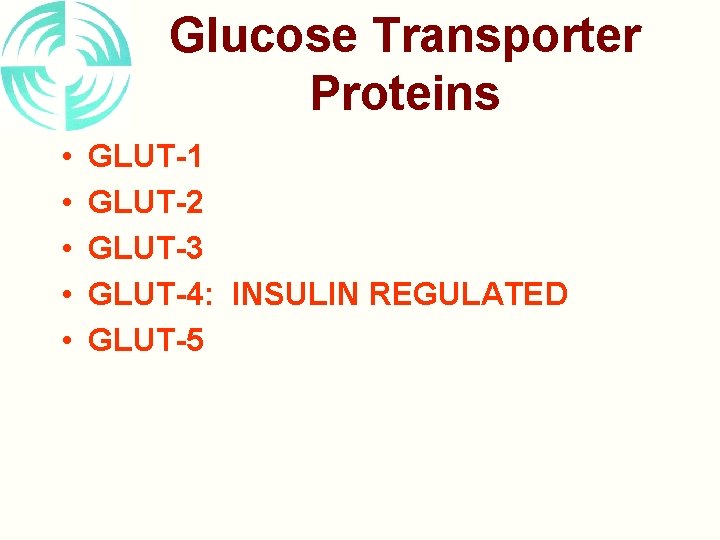 Glucose Transporter Proteins • • • GLUT-1 GLUT-2 GLUT-3 GLUT-4: INSULIN REGULATED GLUT-5 