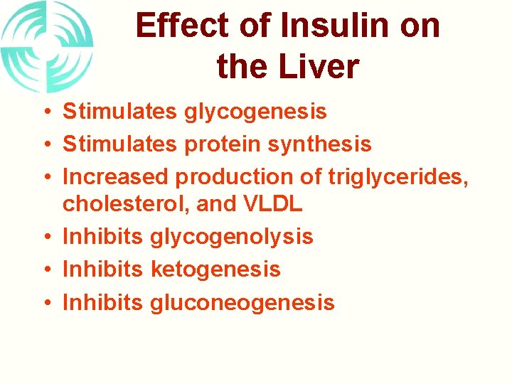 Effect of Insulin on the Liver • Stimulates glycogenesis • Stimulates protein synthesis •