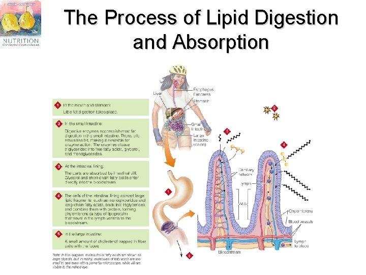 The Process of Lipid Digestion and Absorption 