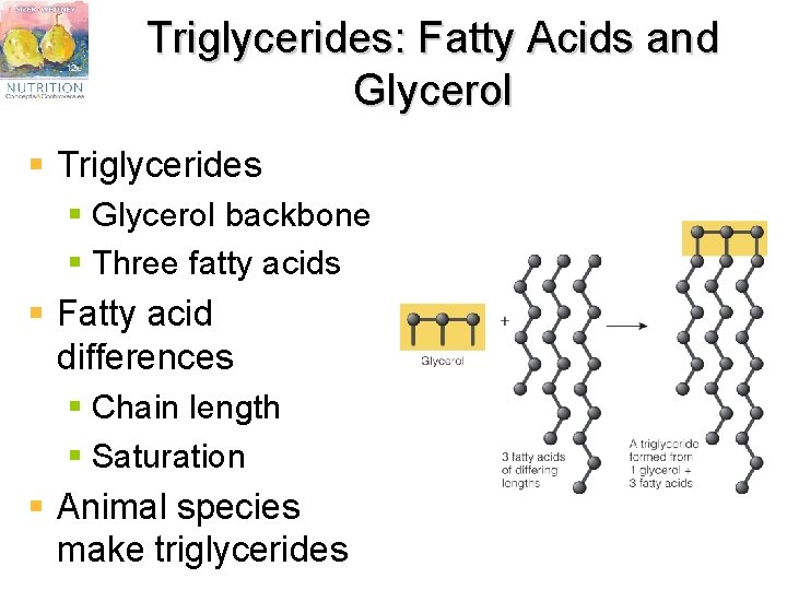 Triglycerides: Fatty Acids and Glycerol § Triglycerides § Glycerol backbone § Three fatty acids