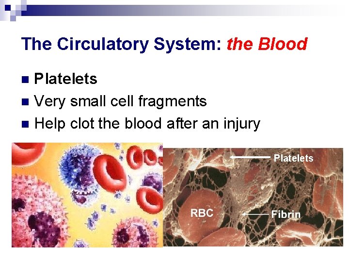 The Circulatory System: the Blood Platelets n Very small cell fragments n Help clot