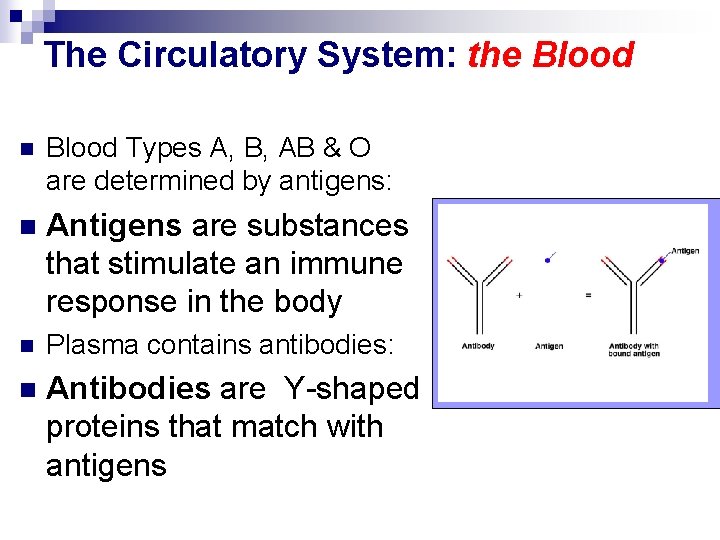 The Circulatory System: the Blood n Blood Types A, B, AB & O are