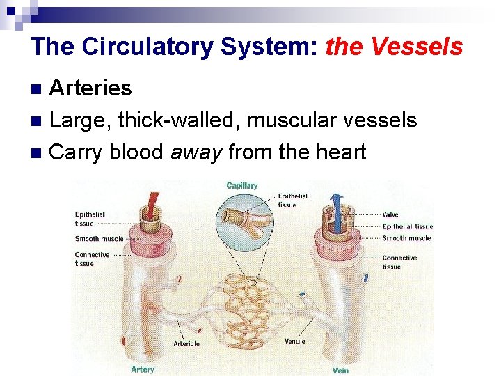 The Circulatory System: the Vessels Arteries n Large, thick-walled, muscular vessels n Carry blood