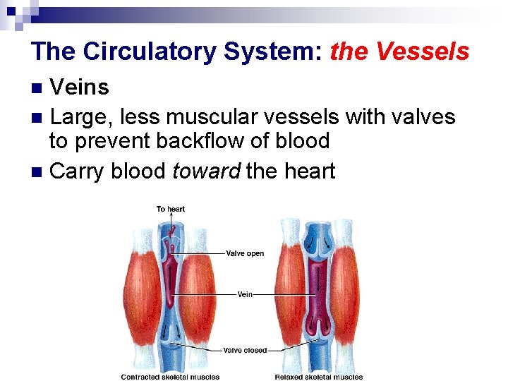 The Circulatory System: the Vessels Veins n Large, less muscular vessels with valves to