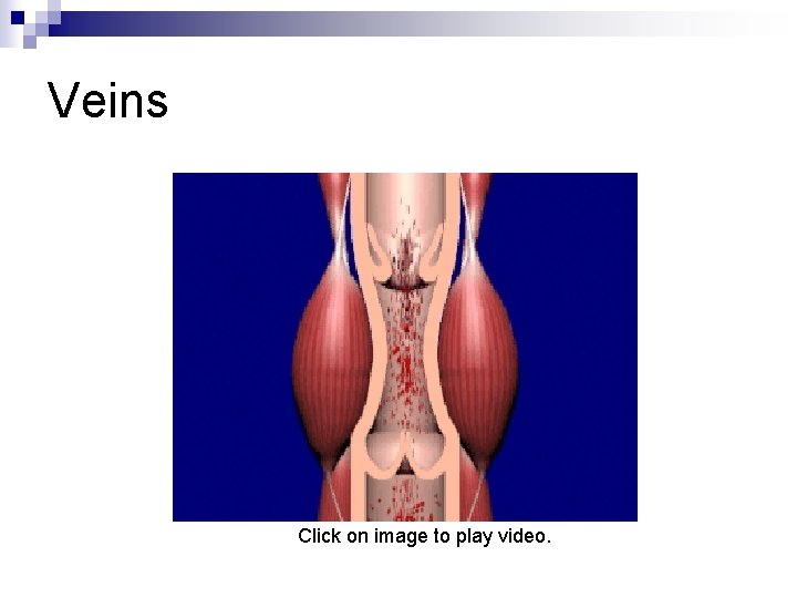 Veins Click on image to play video. 