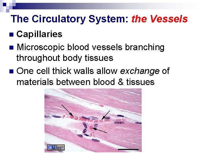 The Circulatory System: the Vessels Capillaries n Microscopic blood vessels branching throughout body tissues