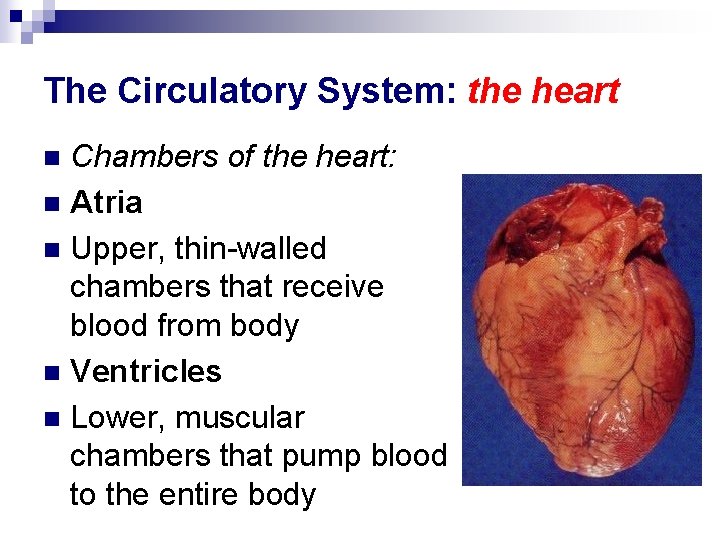 The Circulatory System: the heart Chambers of the heart: n Atria n Upper, thin-walled