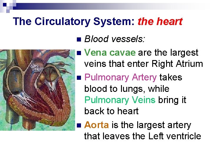 The Circulatory System: the heart Blood vessels: n Vena cavae are the largest veins